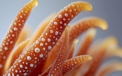 Cordyceps Sinensis i el seu Benefici a les Malalties Autoimmunes de la Tiroides