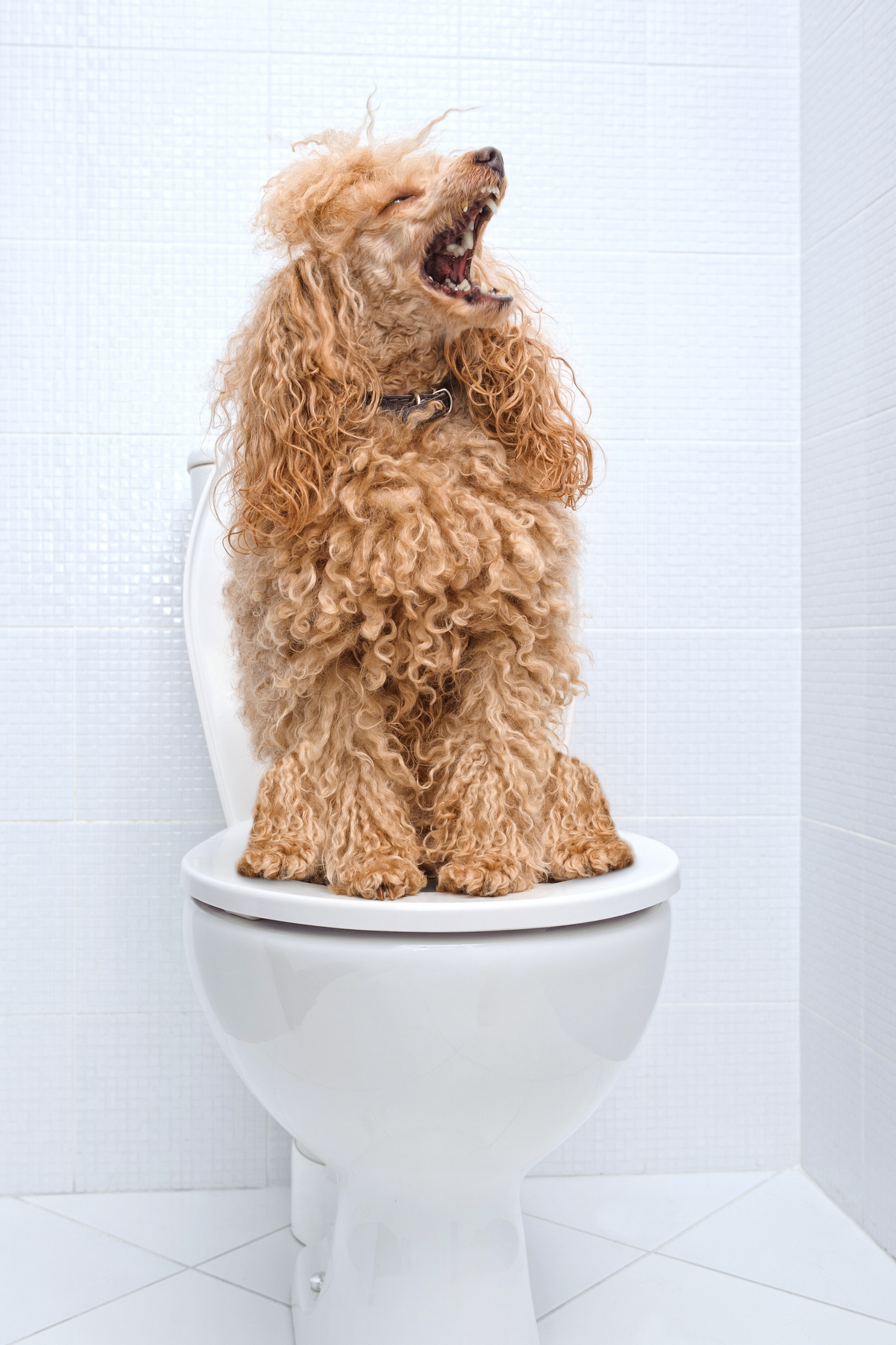 Dra. Cristina Pellicer Sabadí